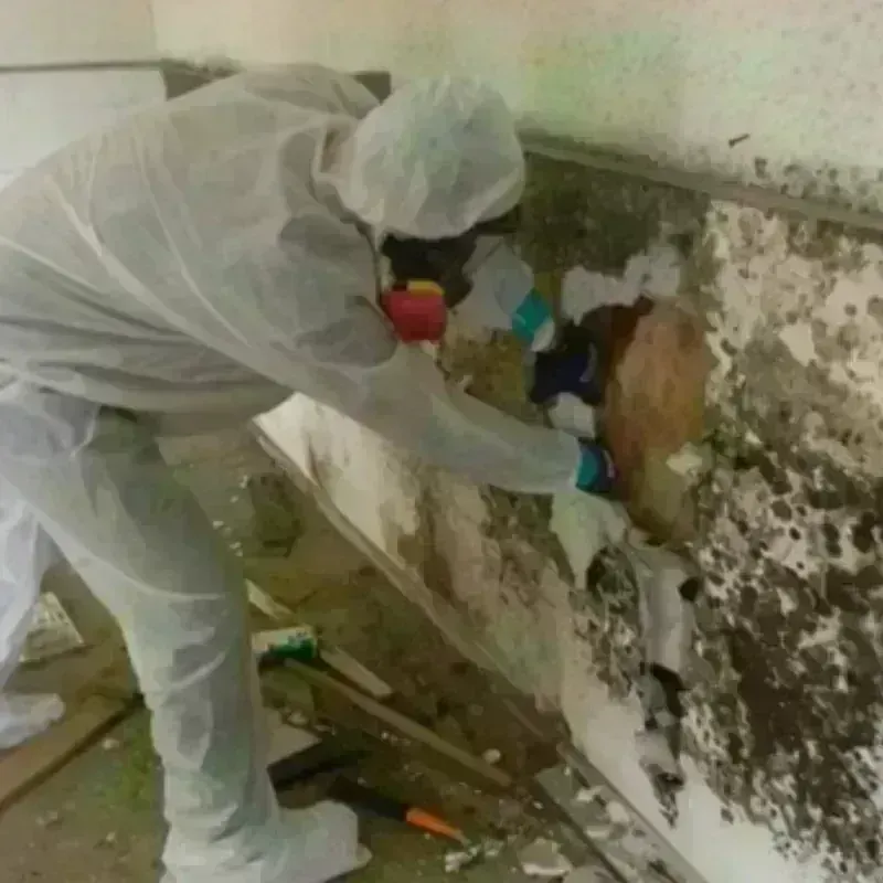 Mold Remediation and Removal in Pendleton County, WV